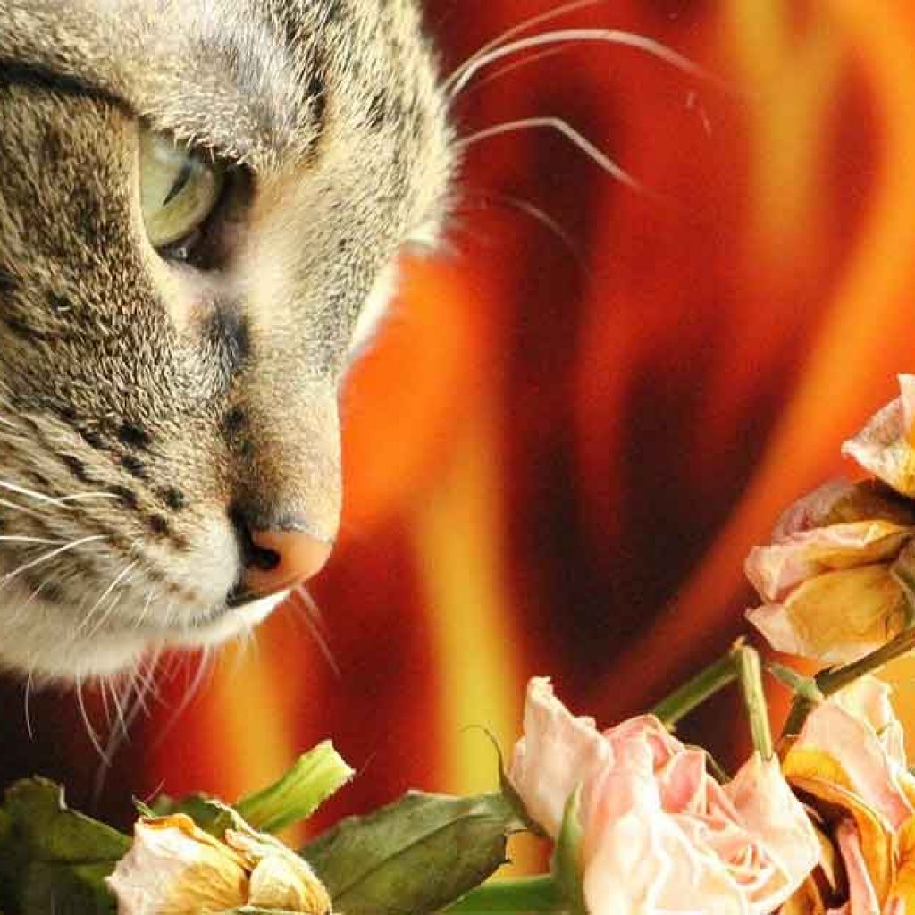 cat smelling roses