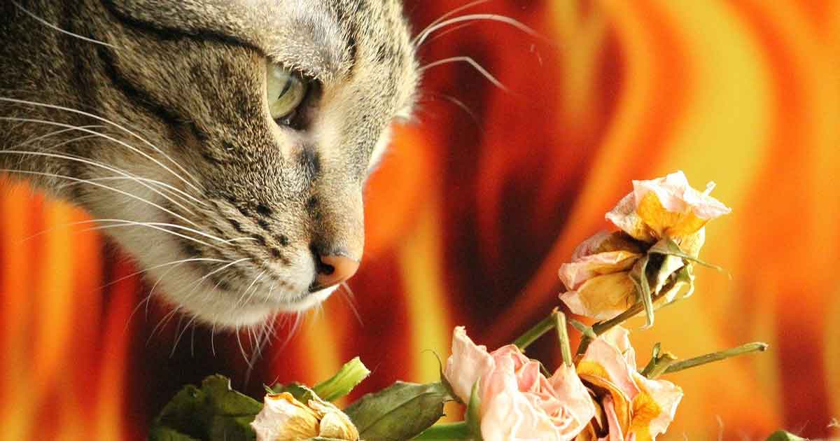 cat smelling roses